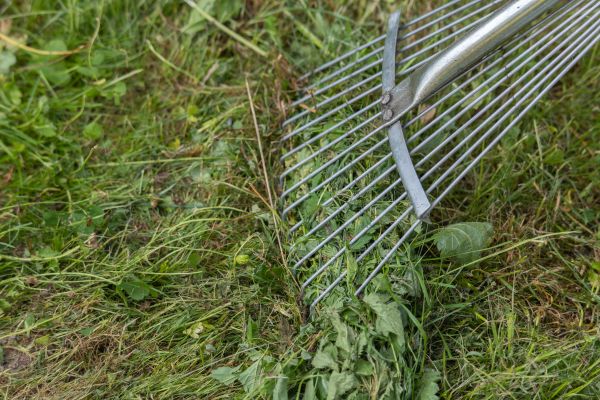 Thatch Raking in Waldorf